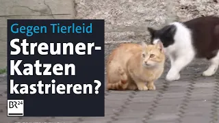 Kastration für streunende Katzen – Tierschutzprojekt will überzeugen und übernimmt Kosten | BR24