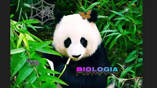 Biologia 5 3.2 Wirusy i bakterie cz 1