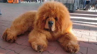 💪 Огромный тибетский мастиф. Huge Tibetan Mastiff.