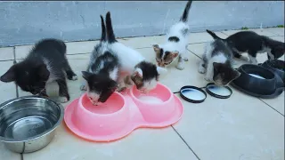 Abandoned kittens stops people to get attention but they are busy their activities.