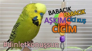 Konuşan Muhabbet Kuşu Fıstık - Cicim babacık aşkım cici kuş