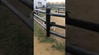 Dog thinks he's stuck in the paddock, even though the gate is open!