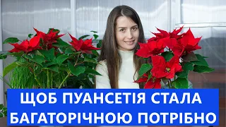 ПУАНСЕТІЯ ДОГЛЯД ДО ТА ПІСЛЯ ЦВІТІННЯ 🌺  ПЕРЕТВОРЮЄМО ПУАНСЕТІЮ НА БАГАТОРІЧНИК 🌳