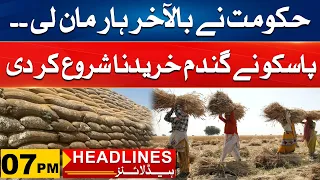 Government Finally Gave Up - Pasco Started Buying Wheat | 7pm News Headlines | 7 May 2024 | City 41