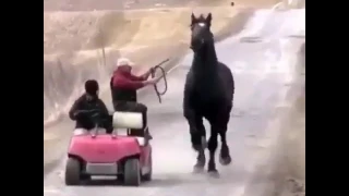 Хороший конь