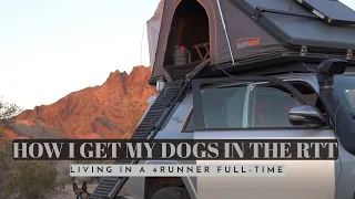 How I Get My 3 Dogs Up the Rooftop Tent | Solo Female Full-Time Overlanding in a 4Runner