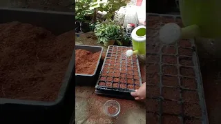 How to grow seedlings in coco coir|how to grow seedlings in trays|Easy way to get 100% germination