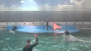 Дельфинарий Санкт-Петербурга