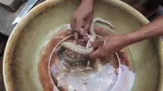 Snake Meat for Lunch--Cambodian-style!