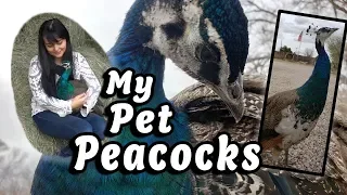 My Pet Peacocks | Rare & Unique Pets