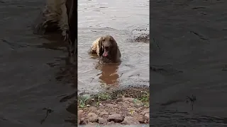 Doggo Found Mud Puddle and Refuses to Listen || ViralHog