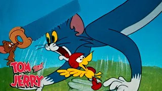 Tom & Jerry | Mischievous Moments | @GenerationWB