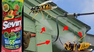 How To Kill Wasps In Walls & Roof Spaces Quick & Easy DIY