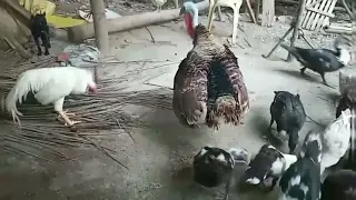 Turkey vs Rooster - who will win ?