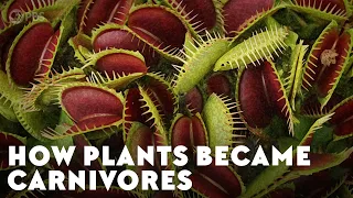 How Plants Became Carnivores