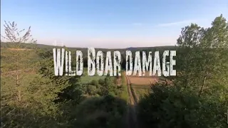 Wild Boar damage in Germany!! Drone footage!