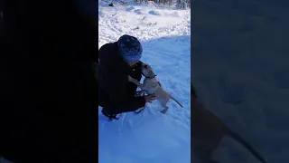 Друг Бой, и первый в жизни снег для щенков...