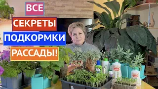 НЕПРАВИЛЬНЫЕ ПОДКОРМКИ МОГУТ БЫТЬ ОПАСНЫ! КАК, ЧЕМ И КОГДА КОРМИТЬ РАССАДУ!