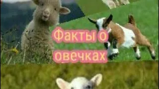 Интересные факты о овечках.