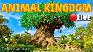 🔴LIVE: Disney’s ANIMAL KINGDOM! It’s Going To Be A WILD Day! Walt Disney World Live Stream!