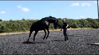 Huge beautiful and nervous horse rushes!