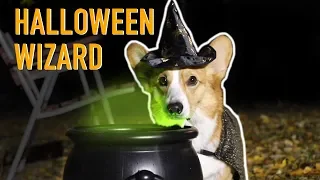 HALLOWEEN WIZARD - Topi the Corgi