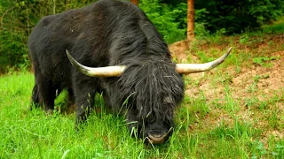 Highland Cattle Grazing Grass | Bison Video | Scottish Cattle eating grass