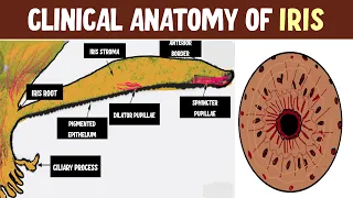 Mastering Iris Anatomy: Uncover Topography, Layers, and Clinical Nuggets