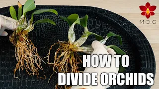 How to divide Orchids - Propagate your Orchids successfully! | Care Tips for Beginners