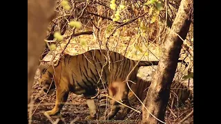 Tigers Mating in Tadoba National Park