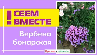 Посев ВЕРБЕНЫ БОНАРСКОЙ. Все тонкости и нюансы.