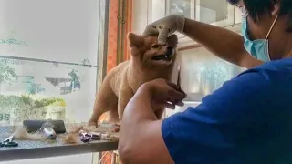 German Spitz Full Coated Grooming Haircut | Pet Grooming TV
