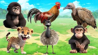 Cute Baby Monkeys - Ostrich, Leopard, Gorilla, Vulture and Cheetah - ANIMAL (BGM)