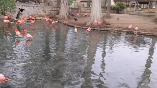 3/30/2021 San Antonio Zoo - Flamingos Eating