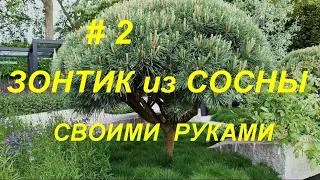 Ниваки. Зонтик на сосне. Часть #2