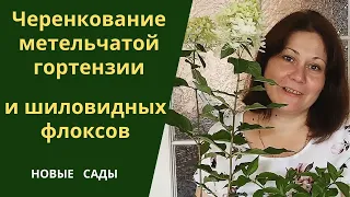 Черенкование метельчатой гортензии и шиловидных флоксов