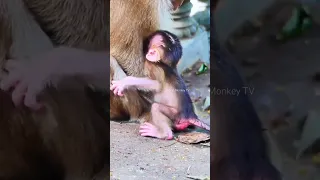 New Mother rejected😢 macaque baby monkey not for milk #shorts