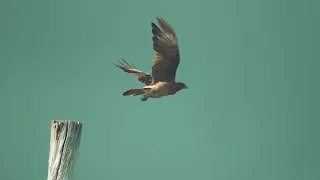 Coldplay O Fly On Extended - BEAUTIFUL BIRDS FLYING VIDEO