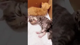 Funny and cute cat videos compilation in 2 Minute