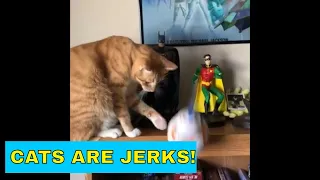 Cats knocking things off shelves - Cats Being Jerks