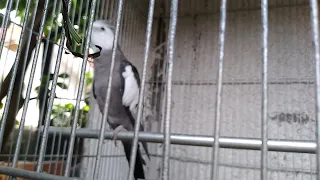 Cockatiel's Chirping!