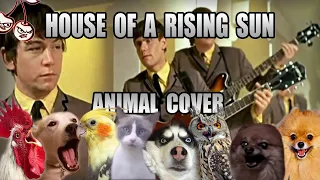 House of a rising sun but it's literally (the) animals