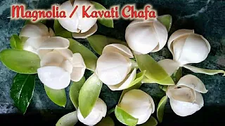 Magnolia liliifera Plant/ Kavati Chafa Fragrant flower plant of India