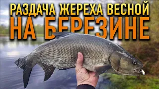 РАЗДАЧА ЖЕРЕХА весной || Река Березина, Беларусь