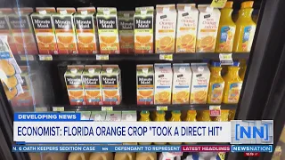 Economist: Florida orange crop "took a direct hit" after Hurricane Ian | NewsNation Live