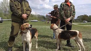 2-я Калмыцкая республиканская выставка охотничьих собак 2019 г.Ринг выжловок рпг.средней возрастной