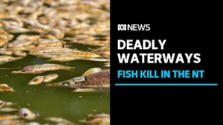 Fish killings in NT community put into question timeliness of government action | ABC News