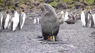 Seals discovered having sex with penguins HD