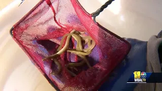 Helping eels migrate past Conowingo Dam to clean Chesapeake Bay