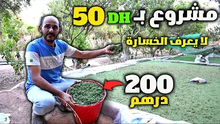 مشروع مربح يبدأ بـ 50 درهم و تصل ارباحه الى 1000 درهم 🤑 مشروع مربح براس مال صغير - مشروع الأزولا